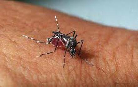 Vacinação contra dengue